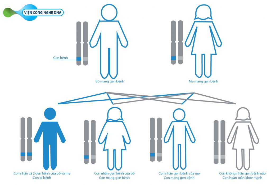 Cơ chế di truyền của bệnh Teo cơ tủy sống