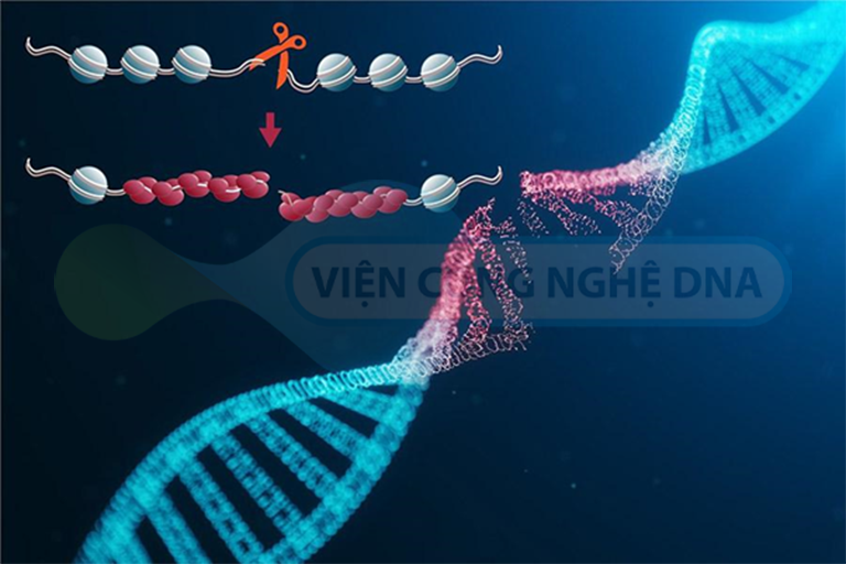 Hình ảnh minh họa phân mảnh ADN tinh trùng 