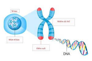 Gen và di truyền