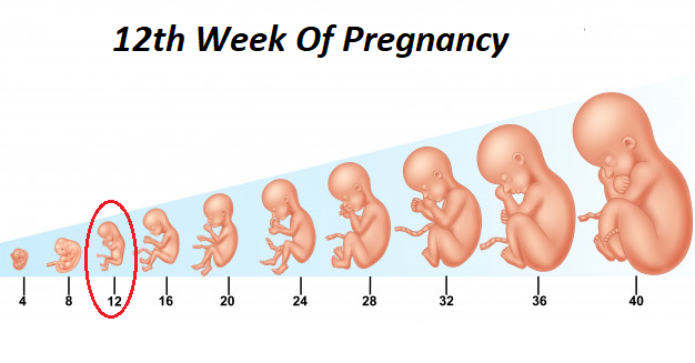 Tới tuần thai thứ 12, bước đầu bác sĩ có thể xác định giới tính thai nhi 